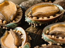 鮑魚 （鮑科鮑屬動(dòng)物）