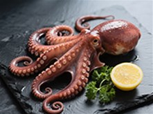 八爪魚 （章魚科動(dòng)物）