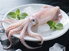 魷魚